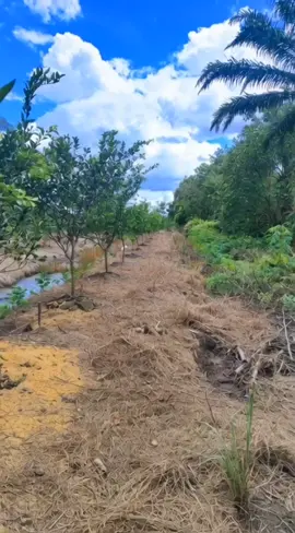 liwar am hancur jua timbukan limau.  #fyppppppppppppppppppppppp 