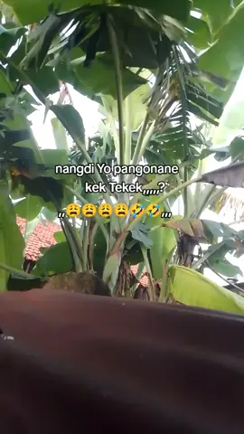 Tekek,e mumet 😩😩😩 #hiburantiktok #tekek  #lucu #4upage #fypシ゚ 