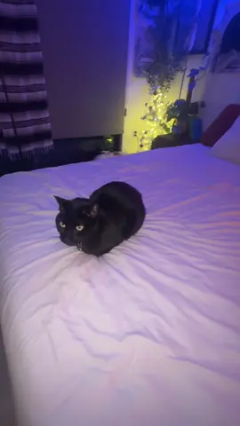 loaf #loaf #jazz #bread #cat #catloaf 