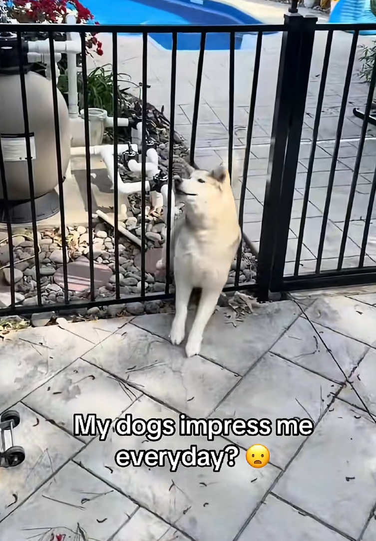 When you have a very dramatic husky, you will always have a lot of fun.#dog #funny #funnypets #funnyanimals #husky 