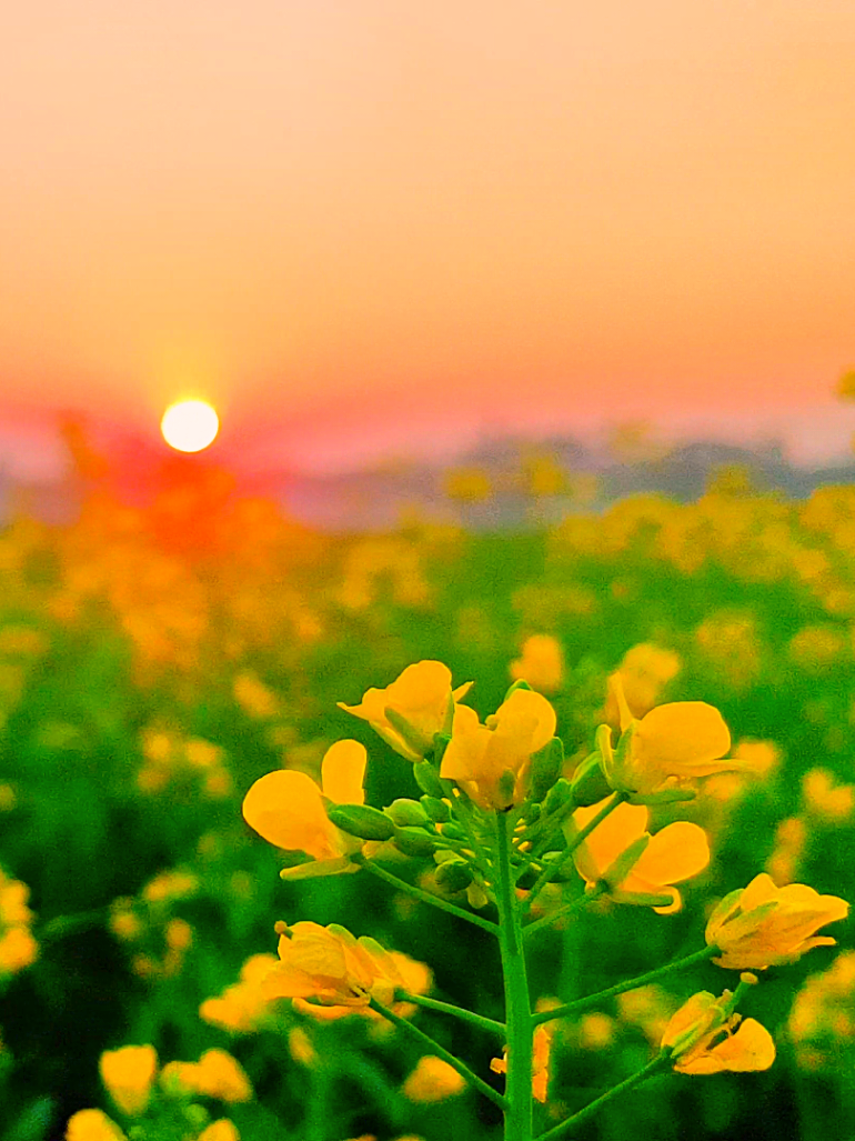 সাজিয়ে দেবো তোমায়  সরিষা ফুল দিয়ে তুমি আসো আমায় ভালোবেসো