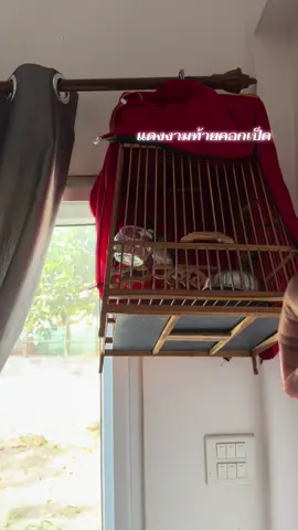 #นกกรงหัวจุกเวียดนาม #นกกรงหัวจุกแดนใต้💯 