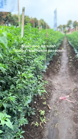 ✌🏻#Riskyprayogi #fyp 