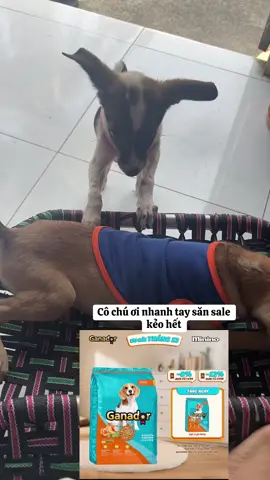 Anh em chó cỏ #xuhuong #thucung 