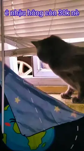 ê nhậu hong còn 30k nè 😅 #longtienghaihuoc #haihuoc #funnycat #funnycats #hàihước 