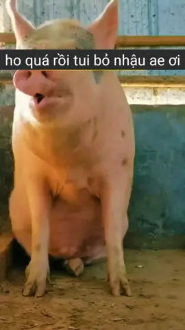 hôm nay tui bỏ nhậu 🙂 #giaitri #longtienghaihuoc #funnypig #funnycat #haihuoc 