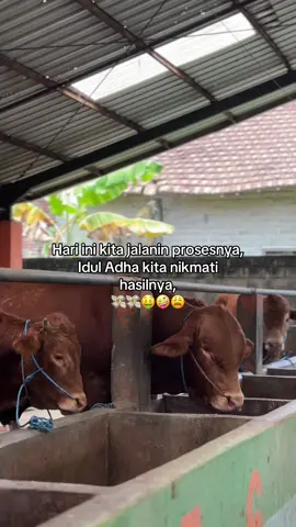Alhamdulillah #peternakmuda #fyp #foryoupage #peternaksapiindonesia 