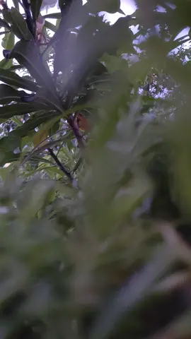 headphones recommended 