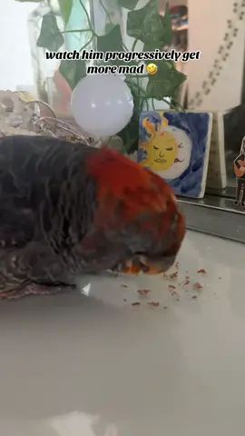 Mad that his almond is over and then more mad that i’m laughing at him 😆😆😆 #australianbirds #bird #ganggangcockatoo #funny #angrybirds 