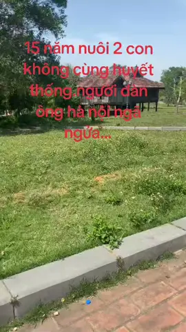 15 năn nuôi con không cùng huyết thống#tintucmoinhat #xuhuongtiktok 