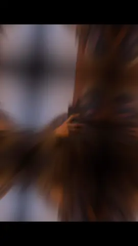 nhac jet jet ác #CapCut #xuhuong #xh 