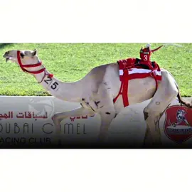 هملوله 🔥🔥#هجن #الوثبه #هجن_الرياسة #بن_حمدون 