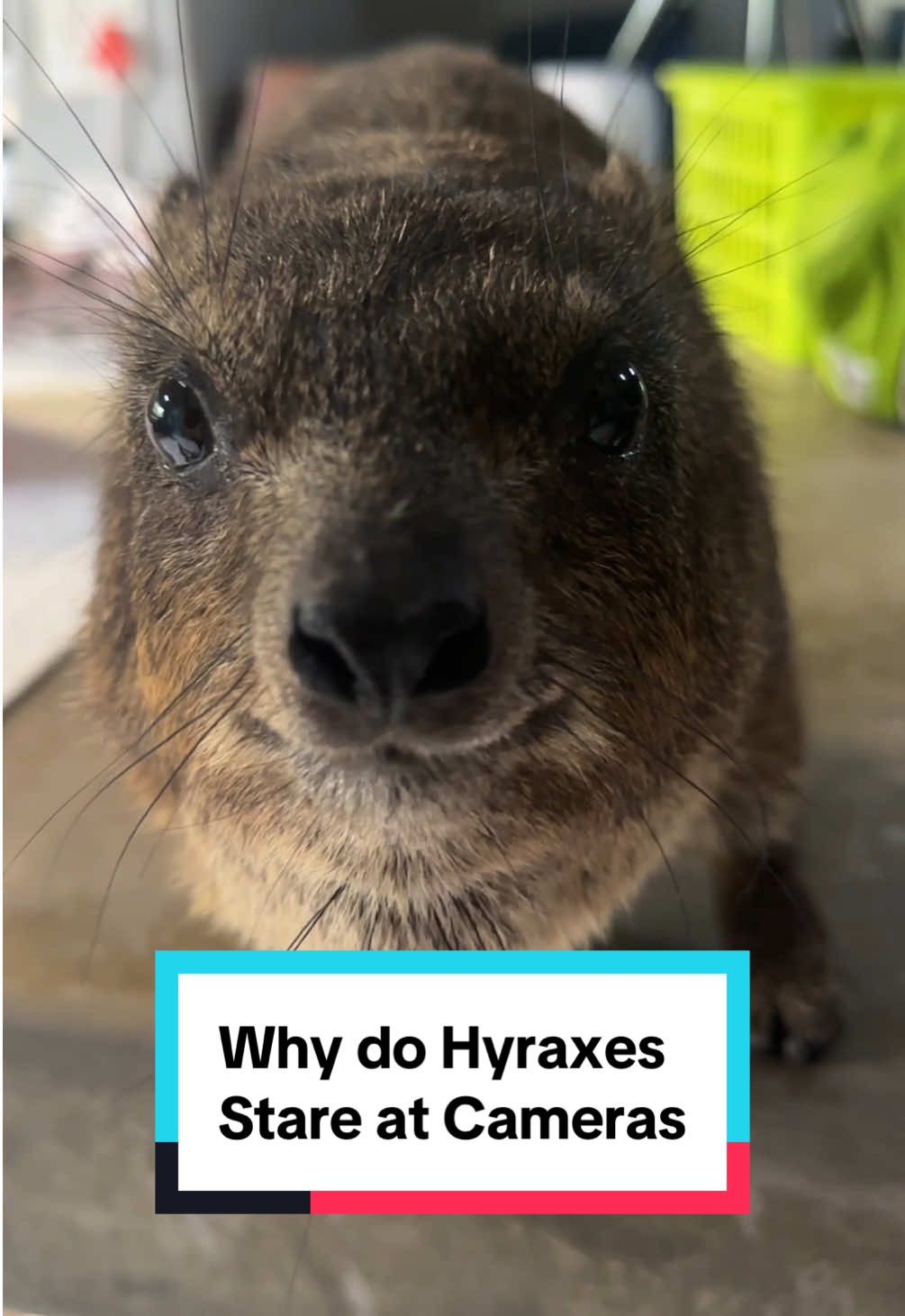 Why does Caline stare down new people?  When I first visited DAKTARI, Câline would stop what she’s doing and stare me down whenever I started recording her. This was Michele’s answer for why Câline was so camera shy on day one.  #hyrax #wawa #rockhyrax #caline@DAKTARI Bush School 🐘 