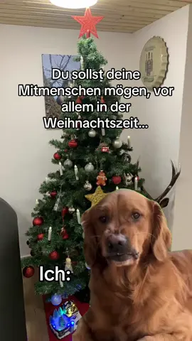 Haha😂🤣🎄✨#witzig #funny #lustig #humor #christmas 