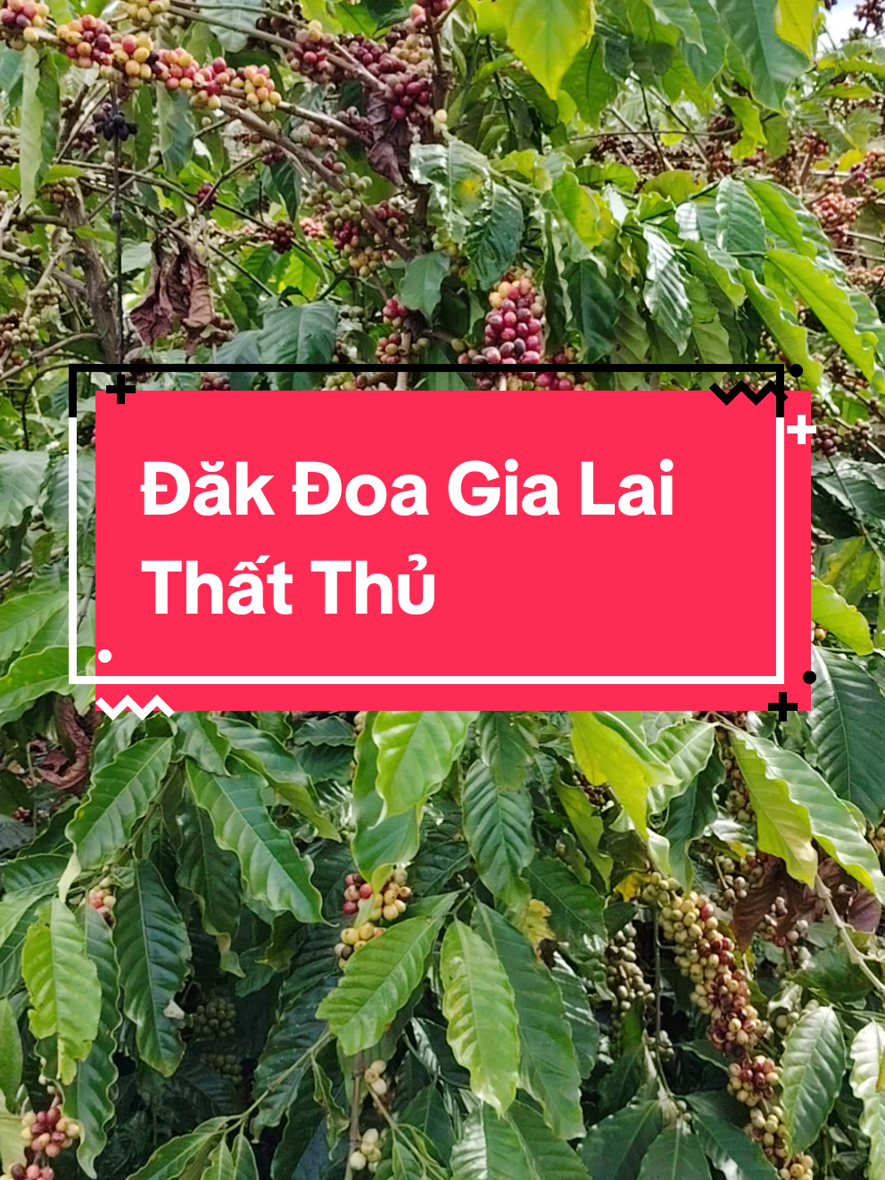 đăk đoa thất thủ #caphe #saurieng #dăkđoa #gialai #humic 