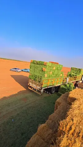 #trend @مهر على عثمان نر گا نه514 #ti̇ktok 