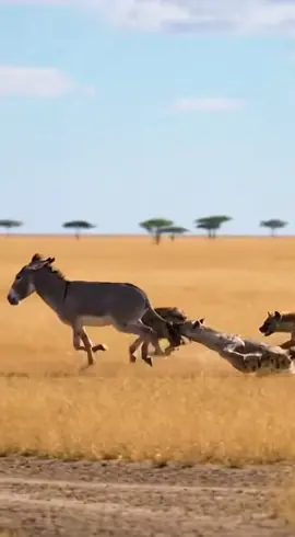 io quando mi chiamano con videocamera  #foryourpage #animals #foryoupage #nature #funny  