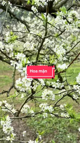 Hoa mận ngày 8/12/2025