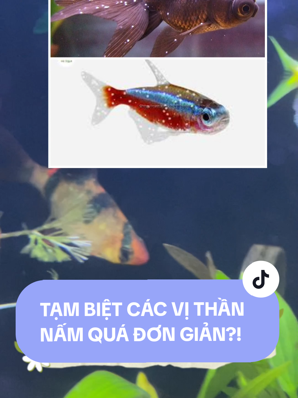 ​🐠 Cứu Tinh Trị Đốm Trắng Cá Cảnh! ​Biozym White Spot là giải pháp dứt điểm bệnh đốm trắng, nấm trắng, và trùng quả dưa. Diệt khuẩn, an toàn cho cá và hệ vi sinh. ​#ennhoaqua  ​#biozymwhitespot ​#tridomtrangca ​#thuoccacanh ​#chamsoccacanh 