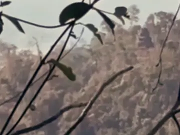 #CapCut ប្រាសាទតាក្របីត្រូវបានពួកវាកម្ទេចចោលបាត់ទៅហេីយ💔😭#fyp #foryou #foreveryone #cambodaineedpaece🇰🇭 