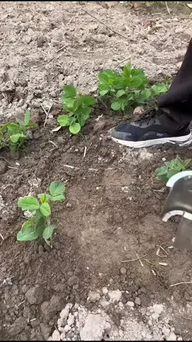 محاسن الشيب في الاسلام 👏  #بدر_المشاري 