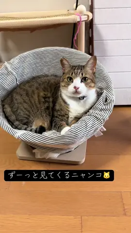 見つめてくれるだけで眼福☺️ #cat #猫 #neko #猫のいる生活  #可愛い 