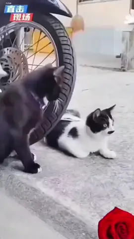 #cat #funnycat #foryour #foryoupage❤️❤️ 