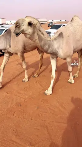 سننابي kn_14 .. #الزعيمه #الموسى #الشقح #فرديات_الفردي #الصياهد_المزاين 