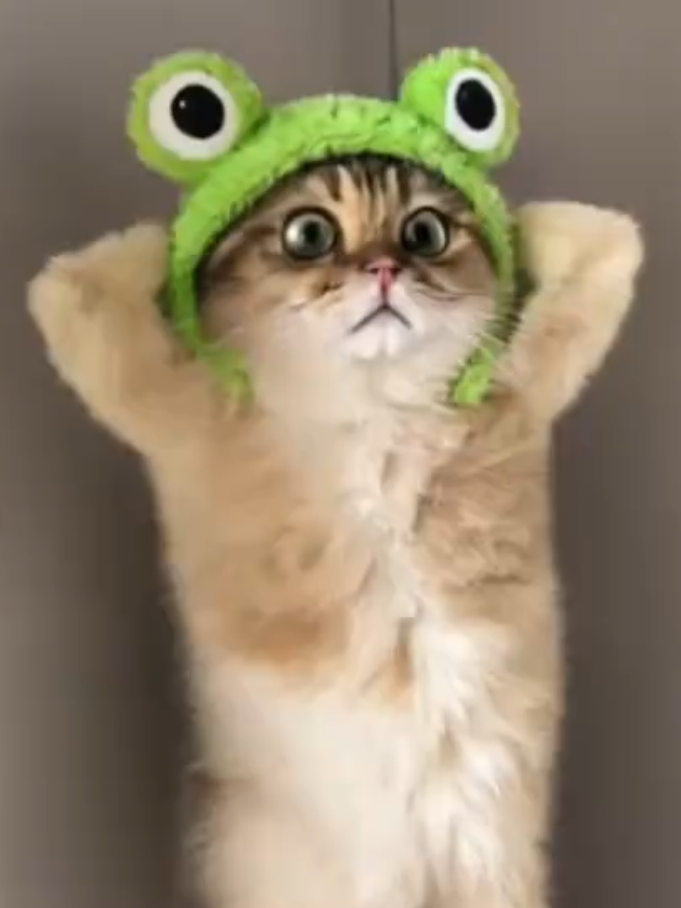Scottish fold cat Frog Dance performance 