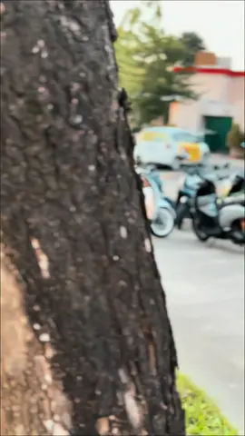 Scoopy Reborn #platktiniboss #ktstyle #platktmeresahkan 