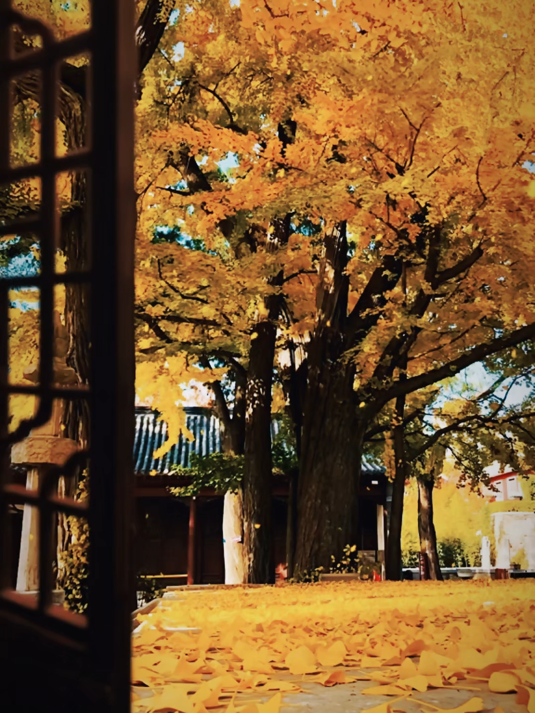 Trời vội làm gió, lập đông lá kia thay màu...! #lapdong #metalrock #rock