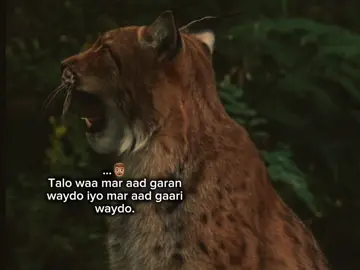 mar aad gari waydo. #isthebest #1m 