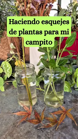 Aquí estoy haciendo esquejes para plantar en mi campito, y enseñándoos cómo los hago. 👍 #elcuadernodecampojl #esquejes #jardineria 