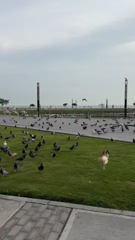 #صباحات_الخبر #بحيرة #البط #شتاء_الخبر #foryou #explore 