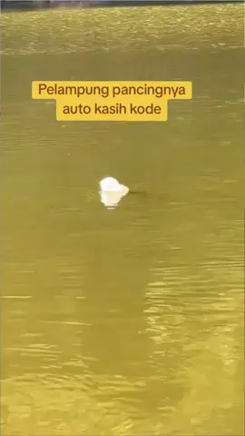 Pelampung pancingnya auto kasih kode strike ikan  #mancing #fishing #bigfish #catfish 