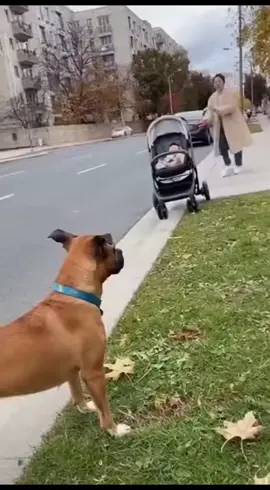 Chú chó dũng cảm #dog #pet #puppy  #xuhuongtiktok #xuhuong 