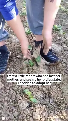 I met a little rabbit who had lost her mother, and seeing her pitiful state,I decided to adopt her❤️#rabbit #rescue #animalrescue #Love #usa #fyp 