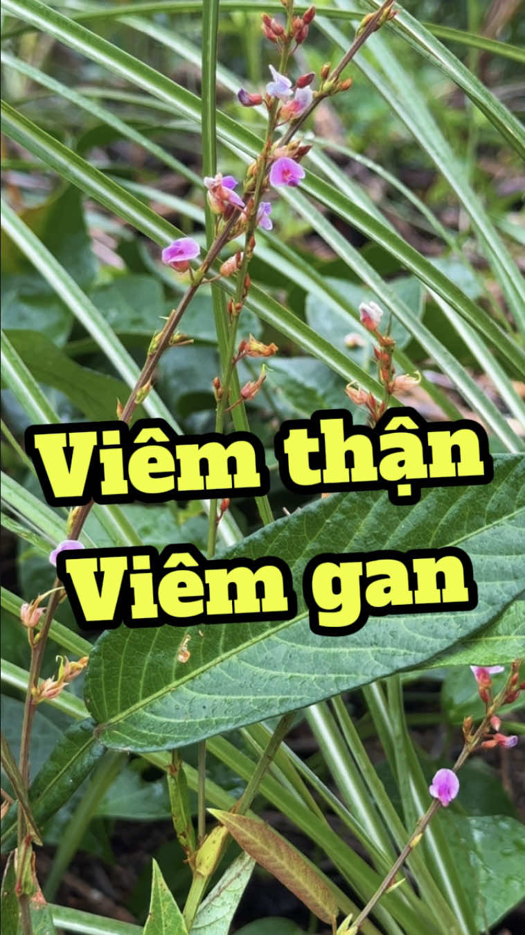 Cây này nổi tiếng vì tiêu viêm - kháng khuẩn cực mạnh. #duocsilenghia #viemthan #viemgan #viemnhiemphukhoa 