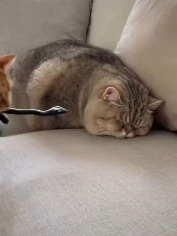 nay a cam lại có quà đáp lễ #meo #xuhuong #cute