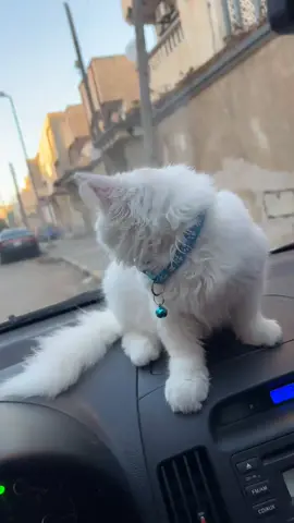 🤍😍#ليبيا🇱🇾 #قطط#الشعب_الصيني_ماله_حل😂😂 