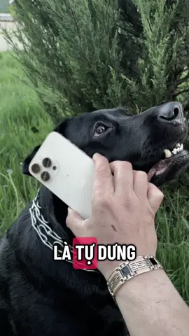 Khi phải quên đi#dog #cutedogs #loveanimals #pet #trending 