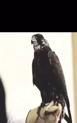 حر ادهم عشان تفكونا من المعلومات الغلط #fyp #الشعب_الصيني_ماله_حل😂😂 #حر #صقور #صقاقير_الخليج 