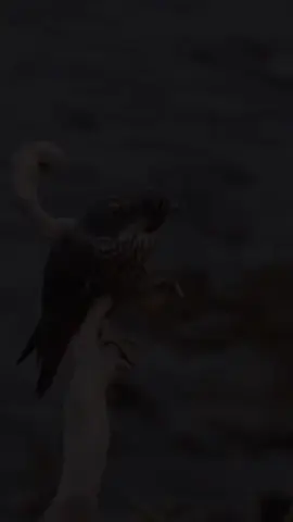 #explore#اكسبلور#هدد#حر_شاهين_جير 