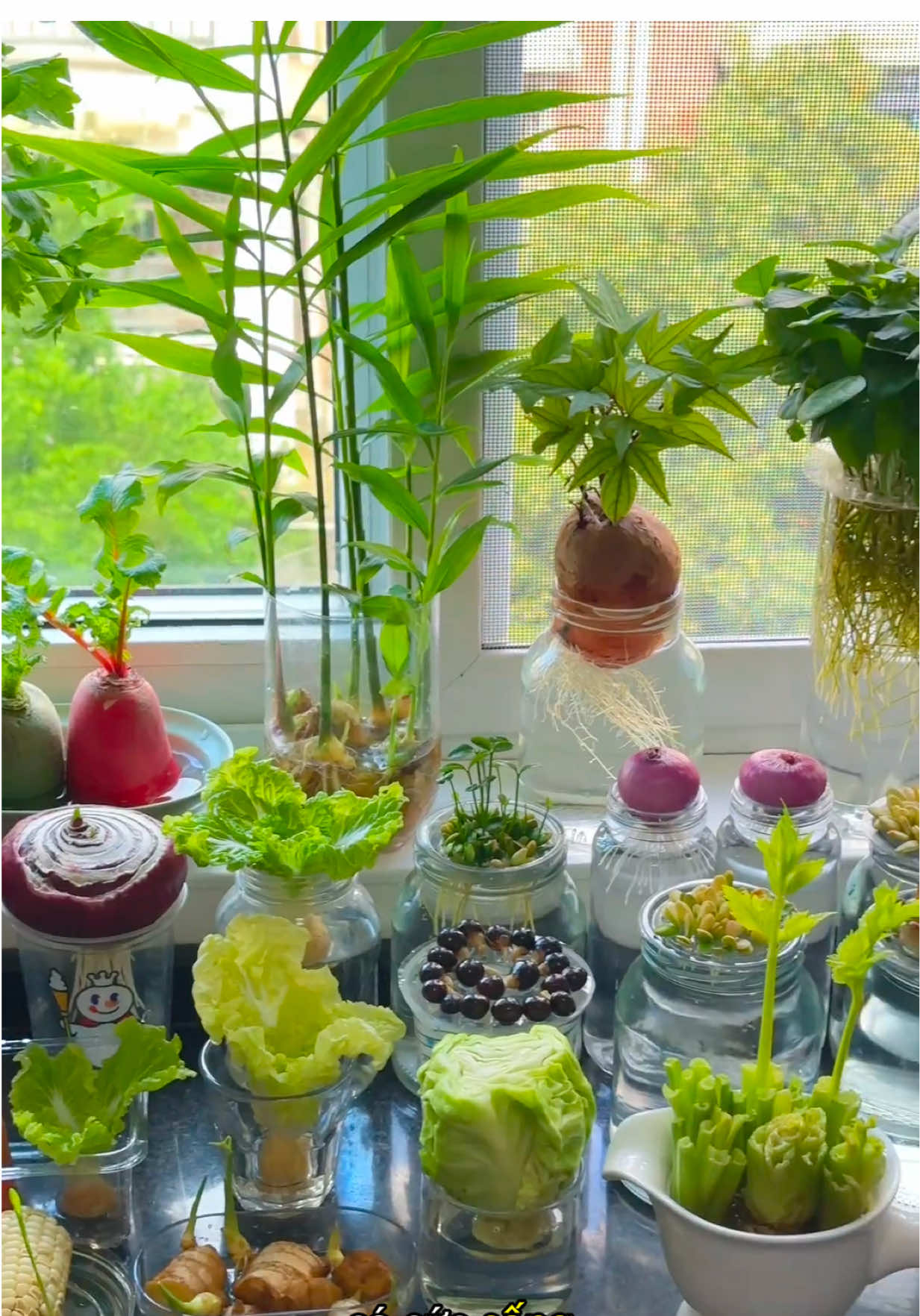 +1 cách nạp năng lượng tích cực bằng cách Trồng cây thuỷ sinh 🥰🍃🌿🌱🍋🥕🥬🌽🥦🫜🍠🥔🫚🧅🧄🍍 #trongcaythuysinh #thuysinh #caythuysinh #caycanh 