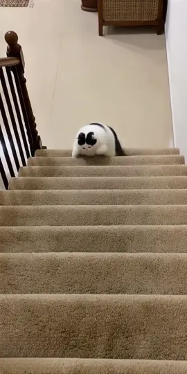 Susahnya naik tangga #fyp #kucinglucu 