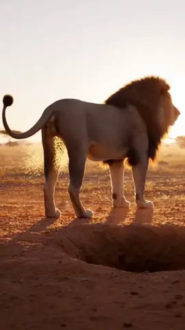 Warthog used worst exit ever🤣🤣#animals #funnyanimals #wildanimals 