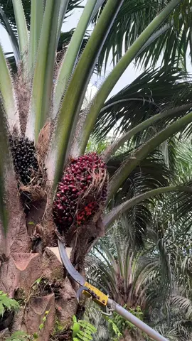 Sabit Sblmasterpro long #fyp #kerjahari #potongbuah #pahatsawit #sawitmalaysia 