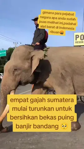 empat gajah sumatera bantu bersihkan bekas puing banjir bandang Aceh #deritarakyat