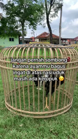 saran nama buat ayam ini tipe ayamnya kecil gaya mainnya anti lock longrun tampr#pecintaayamindonesia #pamaiq #pama #mangon 