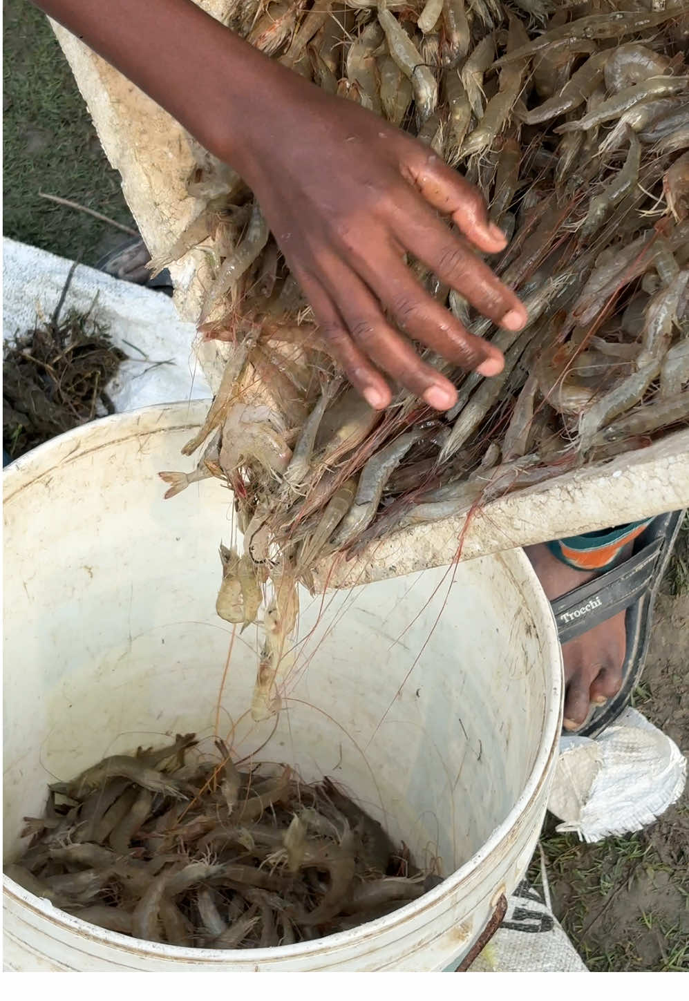 গুড়া মাছ